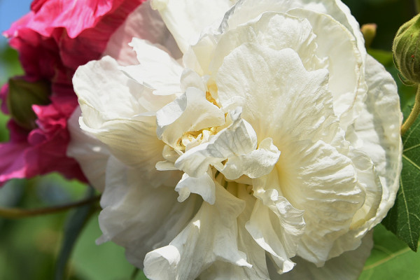 芙蓉花要死了怎么辦