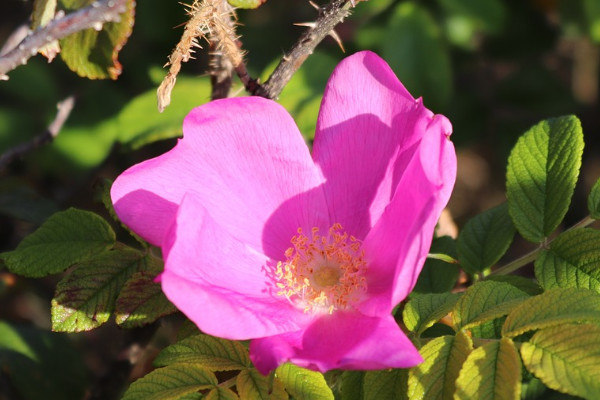 芙蓉花夏天的養(yǎng)殖方法