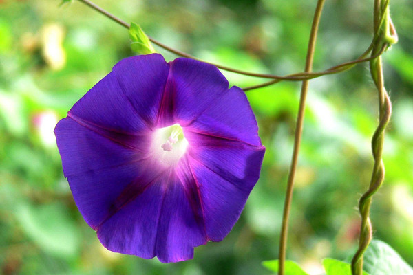 牽牛花夏天還能種種子嗎