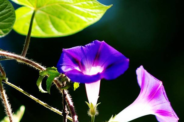 牽牛花夏天還能種種子嗎