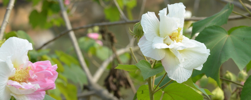 芙蓉花葉子長斑是怎么回事