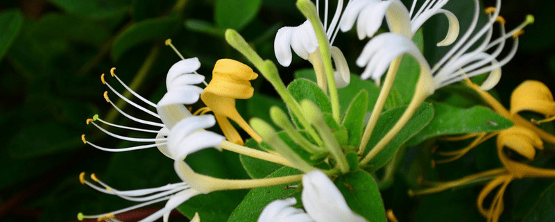 金銀花什么時候開花