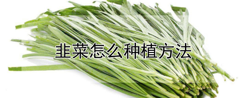 韭菜怎么種植方法