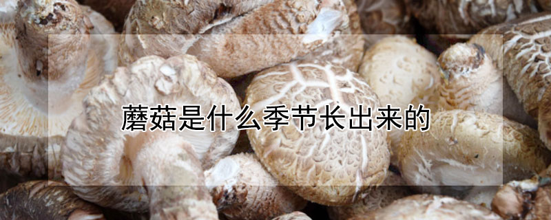 蘑菇是什么季節(jié)長出來的