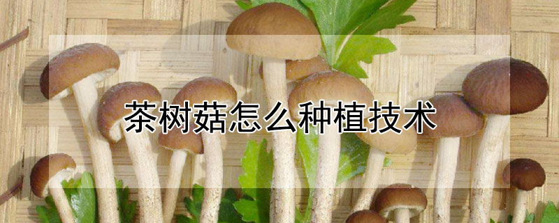 茶樹菇怎么種植技術(shù)