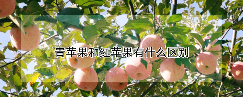 青蘋果和紅蘋果有什么區(qū)別