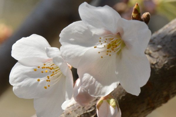 櫻花什么季節(jié)開