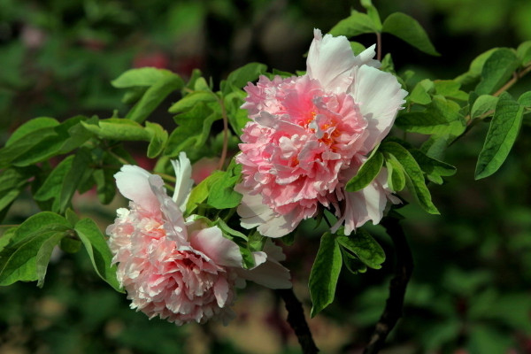 牡丹花什么時(shí)候開