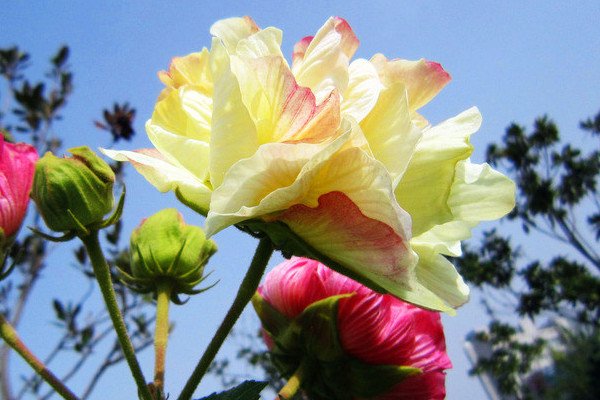 芙蓉花種子的養殖方法