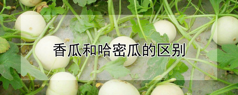 香瓜和哈密瓜的區(qū)別