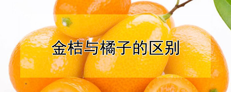 金桔與橘子的區(qū)別