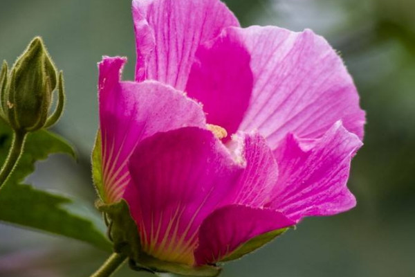 水培芙蓉花葉片幾天換水的