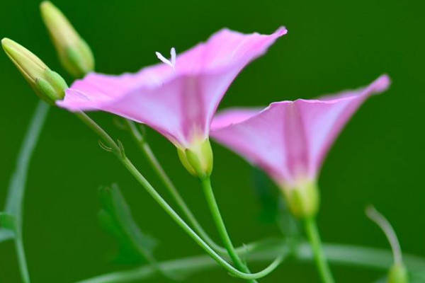 牽牛花是一天開一天落嗎