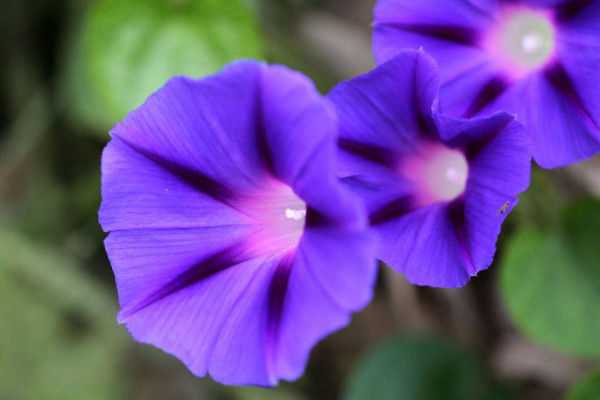 牽牛花怎么定植