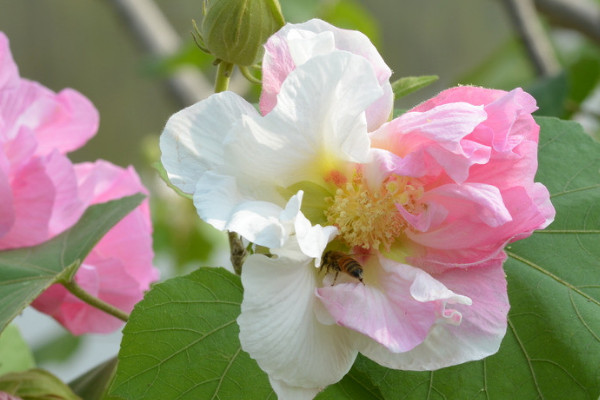 芙蓉花葉子為什么發黃