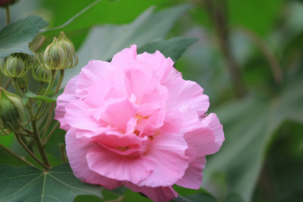 芙蓉花養(yǎng)在室內(nèi)有毒嗎