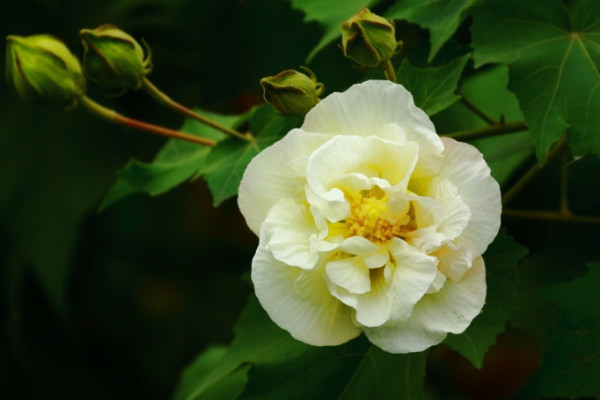 芙蓉花養(yǎng)在室內(nèi)有毒嗎