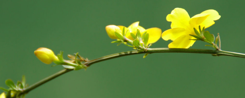 迎春花冬季能栽活嗎