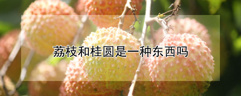 荔枝和桂圓是一種東西嗎