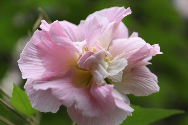 芙蓉花喜歡酸性土還是堿性土