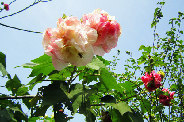 芙蓉花根斷了能移植活嗎