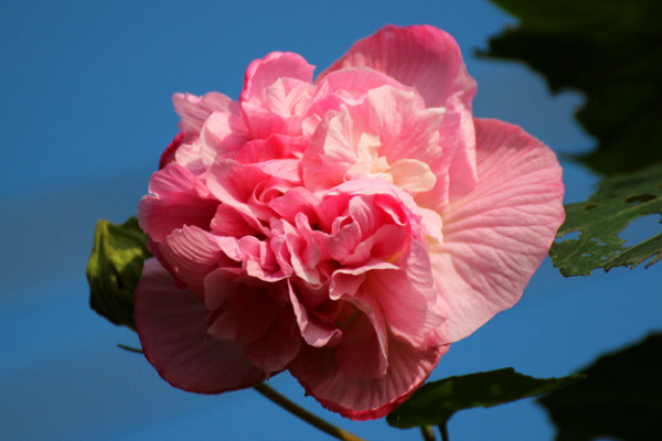 芙蓉花根斷了能移植活嗎