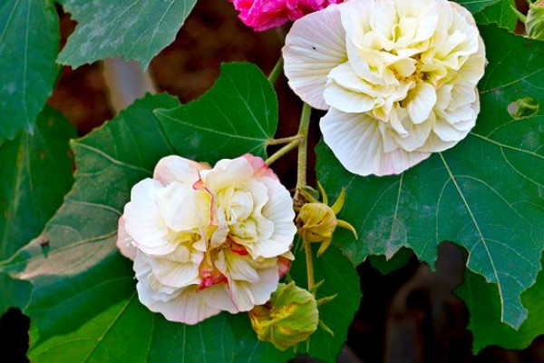 怎么養殖芙蓉花才不會黃葉子