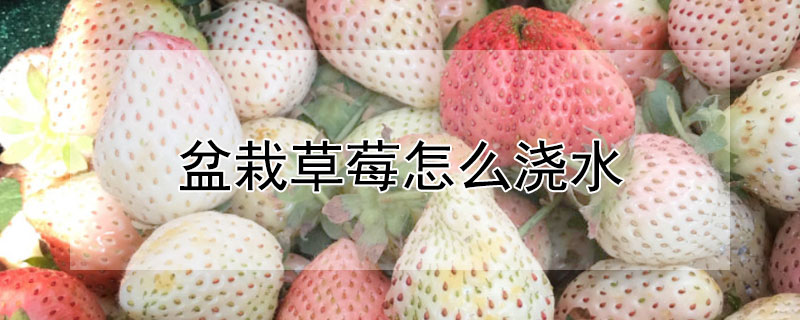 盆栽草莓怎么澆水