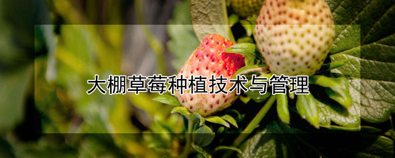 大棚草莓種植技術與管理