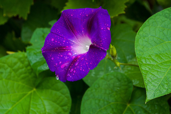 牽牛花需要多大的花盆