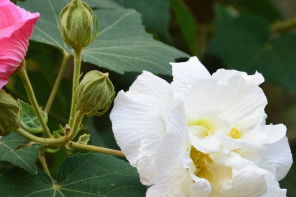 芙蓉花夏天能不能放在外面養