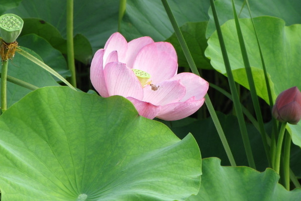 荷花在家養(yǎng)對人好嗎