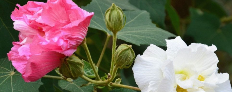 芙蓉花是不是春天開的花