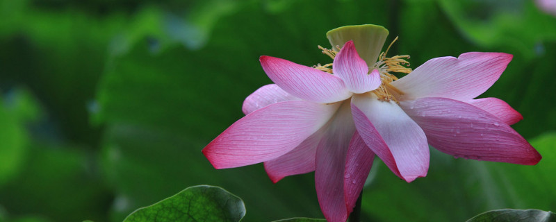 荷花春天是什么樣子的