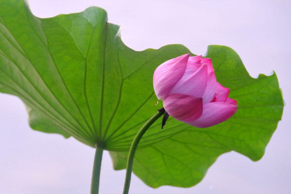 荷花在辦公室怎么養