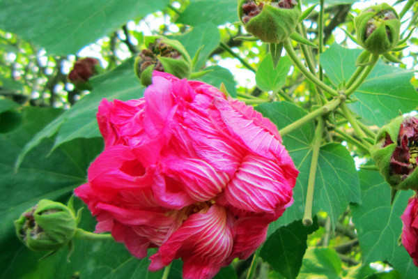 芙蓉花冬天開花嗎