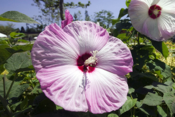 盆栽芙蓉花可以家養嗎