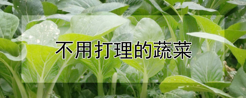 不用打理的蔬菜