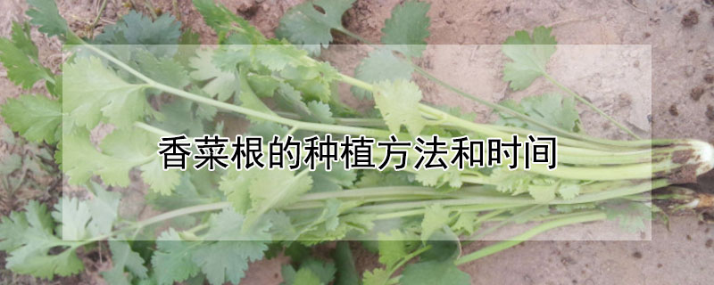 香菜根的種植方法和時間