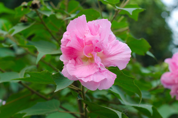 芙蓉花葉子掉完了還會生長嗎