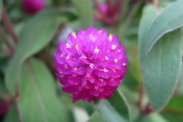 菊花種子怎么種植發芽率高