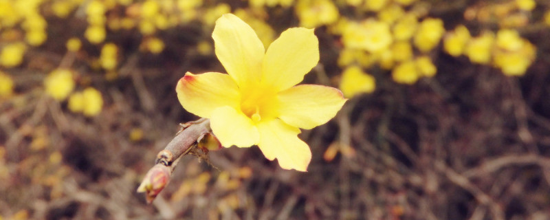 迎春花秋天能移栽嗎