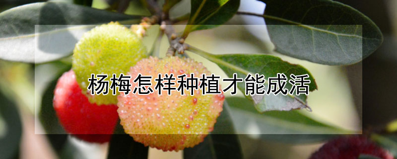 楊梅怎樣種植才能成活