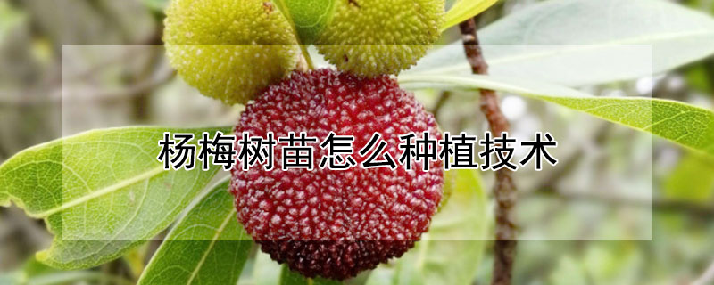 楊梅樹苗怎么種植技術(shù)