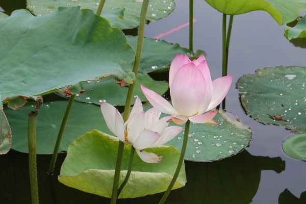 荷花為什么長在水里