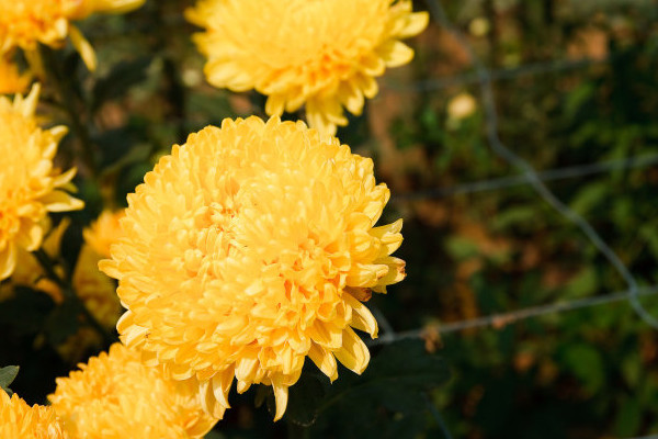 菊花病蟲害防治