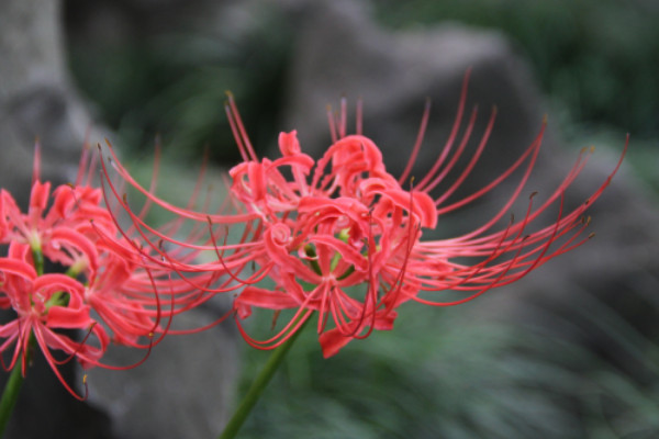 彼岸花秋天發(fā)芽怎么辦