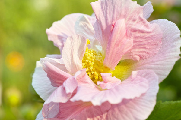 芙蓉花葉子多可以弄掉嗎