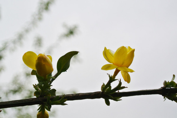 迎春花老樁怎樣移栽