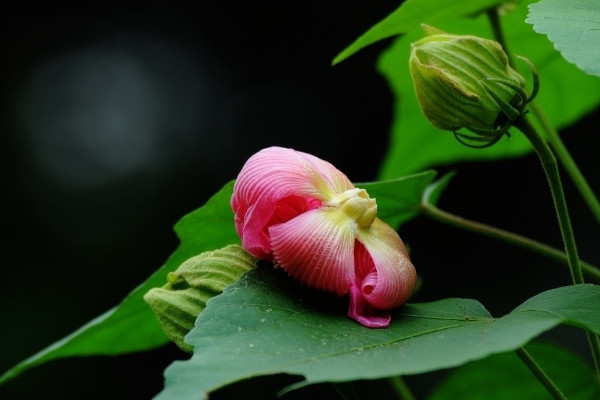 芙蓉花葉子干焦怎么辦